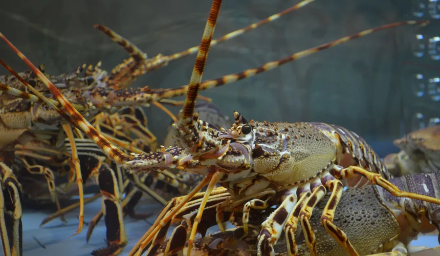 Panduan Lengkap Memilih Peralatan Makan untuk Restoran Seafood: Material Tahan Karat, Desain, dan Presentasi Optimal
