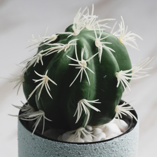 Botany Potted Plant #3 Prickly Cactus