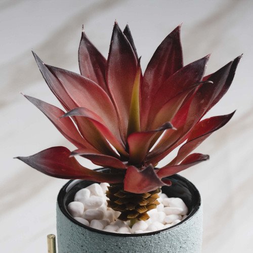 Botany Potted Plant #4 Red Agave