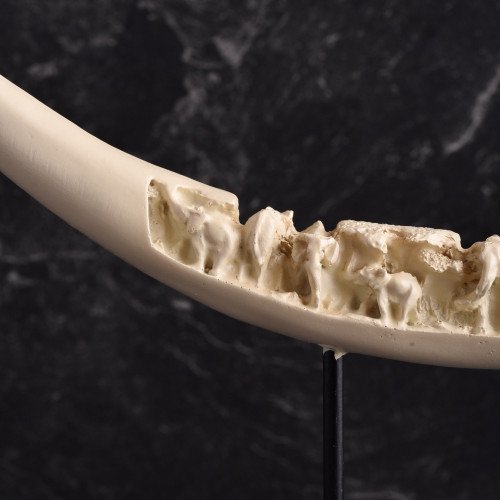 Ivory Tusk Antique Standing Décor