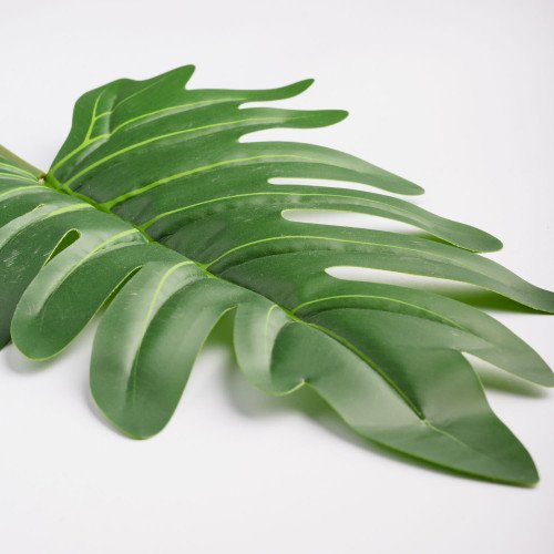 Leaf Branch Plant Spring Leaf