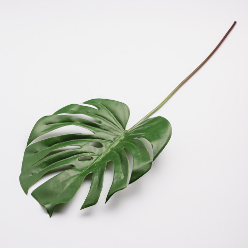 Leaf Branch Plant Twigs Turtle Leaf