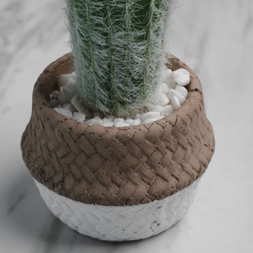 Native Potted Plant #4 Mini Cactus