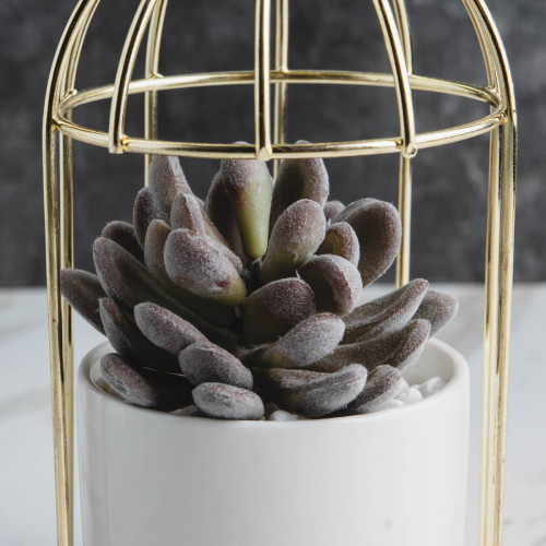 Bird's Cage Potted Plant #1 Prickly Aloe 4