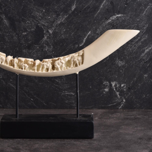 Ivory Tusk Antique Standing Décor 7