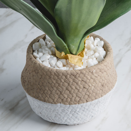 Native Potted Plant #4 Mini Cactus 8