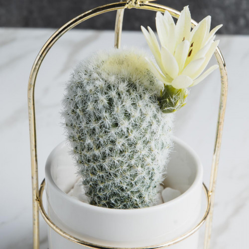 Succulent Plant Décor #1 Chitose Red 5